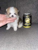Rocky (tcup ), a male Pomeranian for sale in Fresno, CA – 2 of 3
