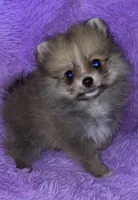 April , a female Pomeranian for sale in Fresno, CA – 4 of 5