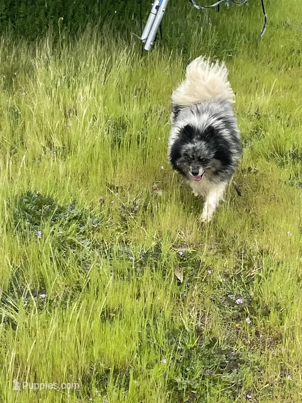 RR )blue Merle color 