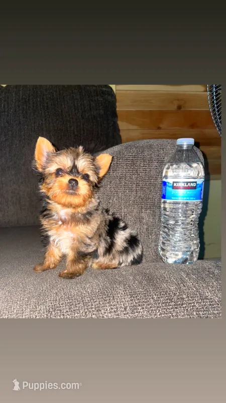 Penny  – Yorkshire Terrier puppy for sale in Fresno, CA