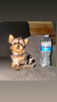 Penny , a female Yorkshire Terrier for sale in Fresno, CA – 1 of 2