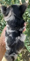 Rose (chocolate Merle), a female Yorkshire Terrier for sale in Fresno, CA – 4 of 6