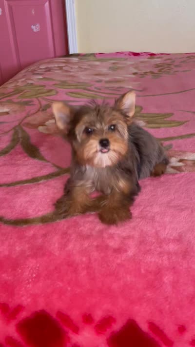May (chocolate Merle), a female Yorkshire Terrier for sale in Fresno, CA – 9 of 10