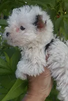 Ricky (Parti color )Tcup size (on hold), a male Yorkshire Terrier for sale in Fresno, CA – 4 of 6