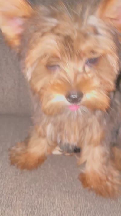 Rose , a female Yorkshire Terrier for sale in Fresno, CA – 4 of 4