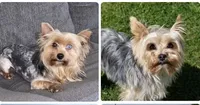 Ricky (Parti color )Tcup size (on hold), a male Yorkshire Terrier for sale in Fresno, CA – 6 of 6