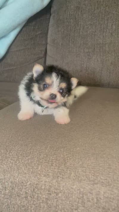 Male , a male Pomeranian for sale in Fresno, CA – 2 of 2