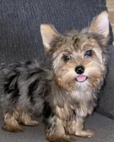 Maly , a female Yorkshire Terrier for sale in Fresno, CA – 2 of 4