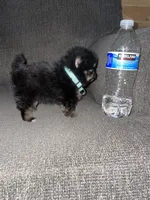TCup black/tan, a female Pomeranian for sale in Fresno, CA – 4 of 4