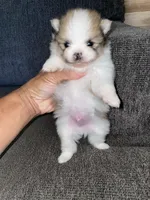 Rocky , a male Pomeranian for sale in Fresno, CA – 3 of 3