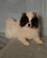 Penny , a female Pomeranian for sale in Fresno, CA – 2 of 3