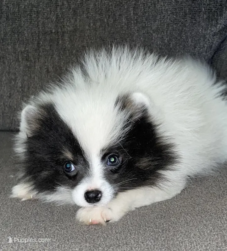 Penny  – Pomeranian puppy for sale in Fresno, CA
