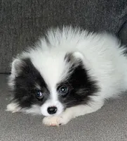 Penny , a female Pomeranian for sale in Fresno, CA – 1 of 3