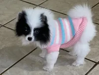 Penny , a female Pomeranian for sale in Fresno, CA – 3 of 3