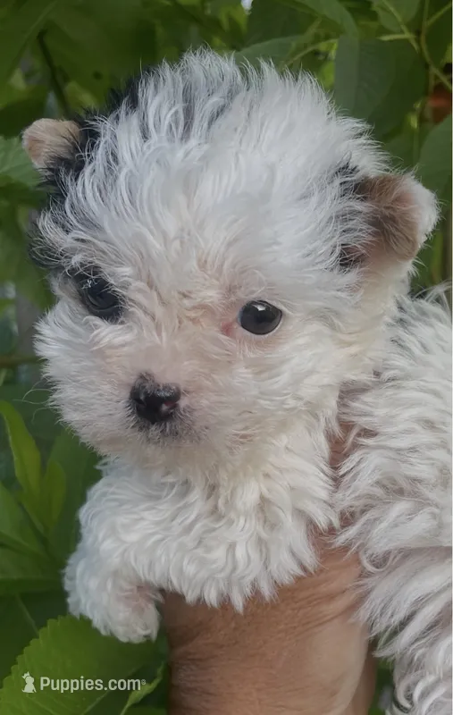 Ricky (Parti color )Tcup size  – Yorkshire Terrier puppy for sale in Fresno, CA