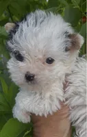 Ricky (Parti color )Tcup size (on hold), a male Yorkshire Terrier for sale in Fresno, CA – 1 of 6