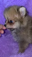April , a female Pomeranian for sale in Fresno, CA – 3 of 5