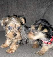 Todd, a male Yorkshire Terrier for sale in Fresno, CA – Photo 3 of 5