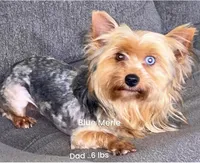 Todd, a male Yorkshire Terrier for sale in Fresno, CA – Photo 2 of 5