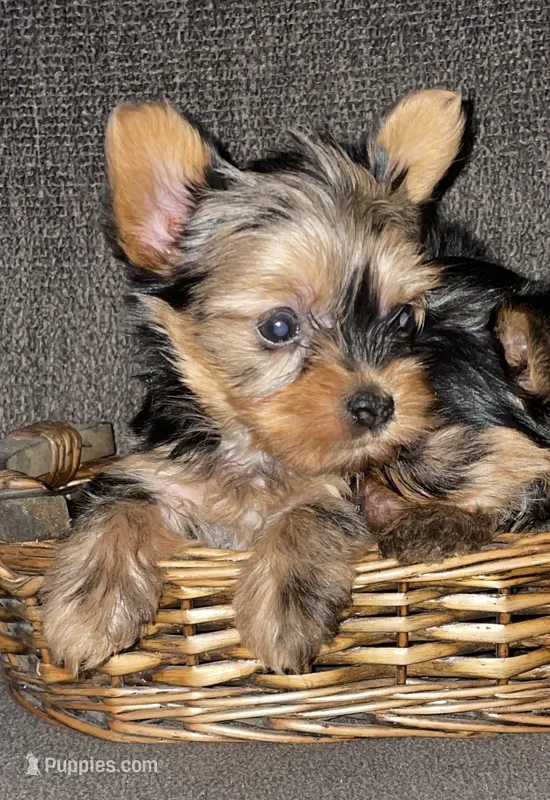 May  – Yorkshire Terrier puppy for sale in Fresno, CA