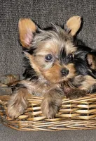 May , a female Yorkshire Terrier for sale in Fresno, CA – 1 of 1