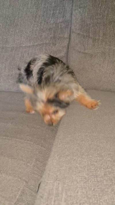 Maly , a female Yorkshire Terrier for sale in Fresno, CA – 3 of 3