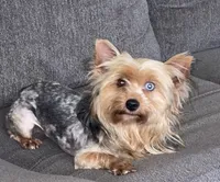 Maly , a female Yorkshire Terrier for sale in Fresno, CA – 4 of 4