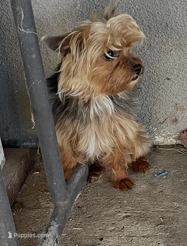 Little Mack  – Yorkshire Terrier puppy for sale in Fresno, CA