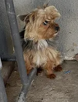 Little Mack , a male Yorkshire Terrier for sale in Fresno, CA – Photo 1 of 2