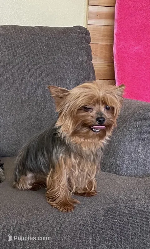 Little Mack  – Yorkshire Terrier puppy for sale in Fresno, CA
