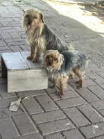 Little Mack (CKC) , a male Yorkshire Terrier for sale in Fresno, CA – Photo 3 of 4