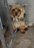 Little Mack , a male Yorkshire Terrier for sale in Fresno, CA – Photo 2 of 2