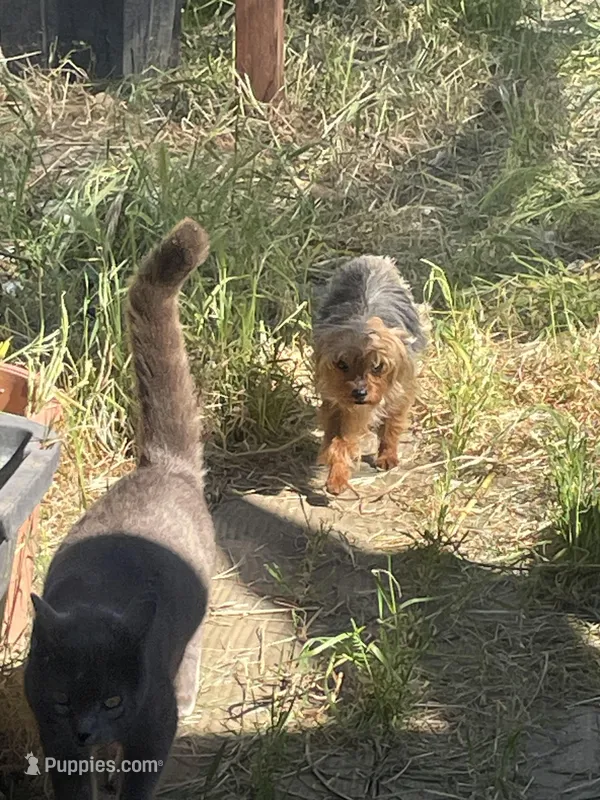 Little Mack (CKC)  – Yorkshire Terrier puppy for sale in Fresno, CA