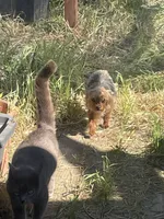 Little Mack (CKC) , a male Yorkshire Terrier for sale in Fresno, CA – Photo 4 of 4