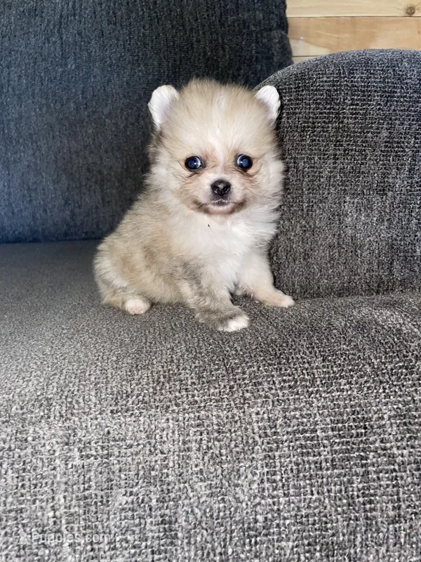 Penny  – Pomeranian puppy for sale in Fresno, CA