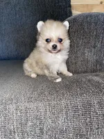 Penny , a female Pomeranian for sale in Fresno, CA – 1 of 1