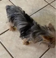Penny  (Tcup size ), a female Yorkshire Terrier for sale in Fresno, CA – 3 of 8