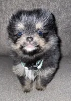 TCup black/tan, a female Pomeranian for sale in Fresno, CA – 3 of 4