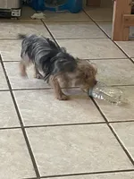 Penny  (Tcup size ), a female Yorkshire Terrier for sale in Fresno, CA – 6 of 8