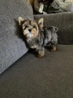 May (chocolate Merle), a female Yorkshire Terrier for sale in Fresno, CA – 7 of 10