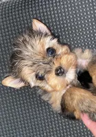 Penny (Merle), a female Yorkshire Terrier for sale in Fresno, CA – 3 of 9