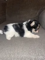 Rocky , a male Yorkshire Terrier for sale in Fresno, CA – 5 of 5