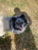 Bj , a male Pomeranian for sale in Fresno, CA – Photo 3 of 3