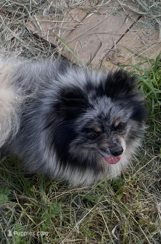 Bj  – Pomeranian puppy for sale in Fresno, CA