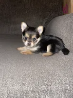 Rose , a female Yorkshire Terrier for sale in Fresno, CA – 1 of 4