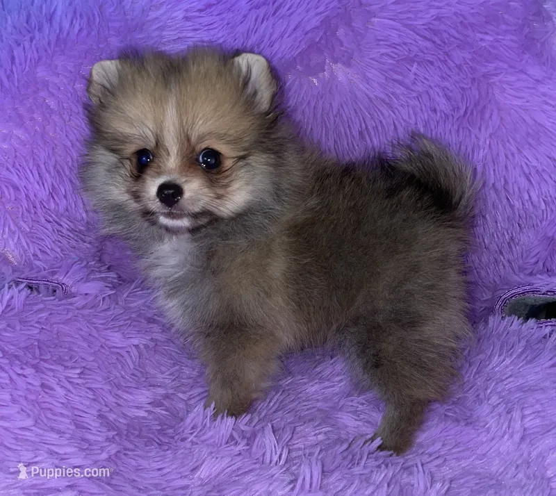 April  – Pomeranian puppy for sale in Fresno, CA