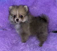 April , a female Pomeranian for sale in Fresno, CA – 1 of 5