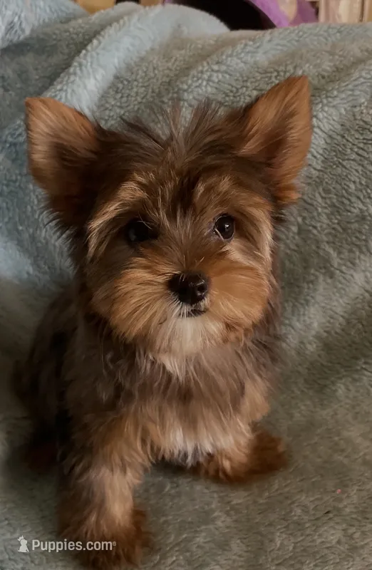 Penny  – Yorkshire Terrier puppy for sale in Fresno, CA