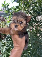 Penny , a female Yorkshire Terrier for sale in Fresno, CA – 1 of 2