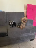 Penny  (Tcup size ), a female Yorkshire Terrier for sale in Fresno, CA – 8 of 8